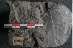 Foto (Detailansicht) von Asplenium hochstetteri Unger (NHMW-GEO-2024-0188-10304)